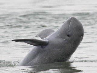Cruise the Mekong River to Cambodia, and see the Irrrawaddy Dolphin