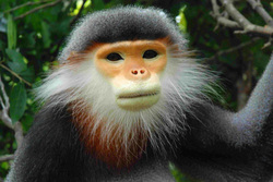Search for the Red Shanked Douc Langur in Vietnam